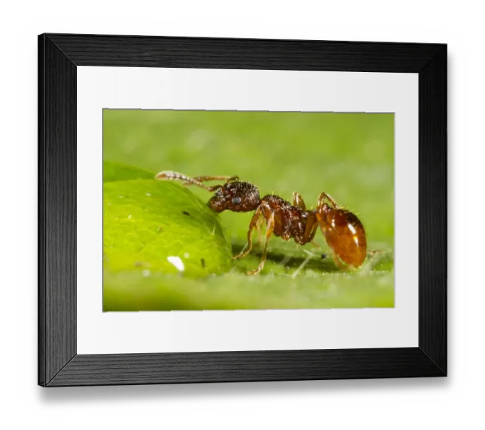 Framed Print : Red Ant (Myrmica rubra) adult worker, drinking from water droplet, Powys, Wales, July Framed Print : Red Ant (Myrmica rubra) adult worker, drinking from water droplet, Powys, Wales, July