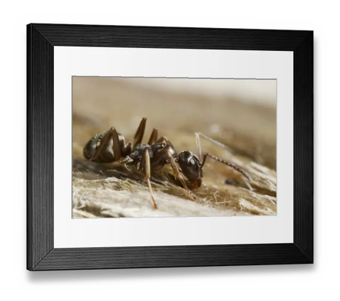 Framed Print : Negro Ant (Formica fusca) adult worker, standing on wood, Powys, Wales, July