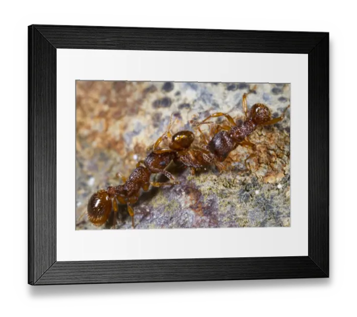 Framed Print : Ant (Myrmica sabuleti) adult workers, attacking and predating Ant (Myrmica scabrinodis) worker, Powys, Wales, August