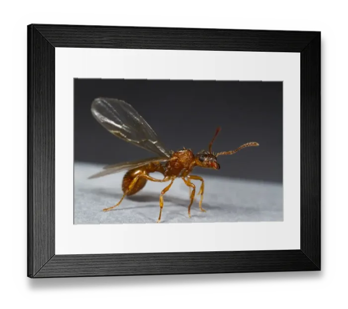 Framed Print : Red Ant (Myrmica rubra) winged queen, about to take off from roof, Powys, Wales, August Framed Print : Red Ant (Myrmica rubra) winged queen, about to take off from roof, Powys, Wales, August