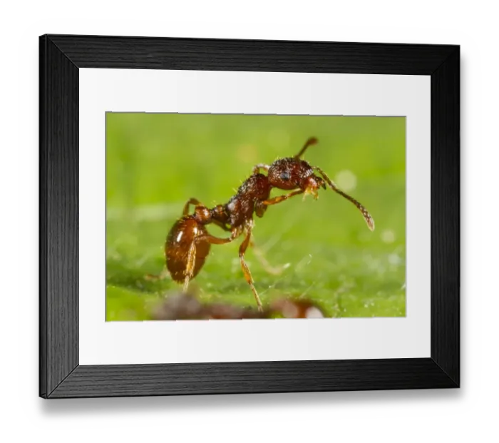 Framed Print : Red Ant (Myrmica rubra) adult worker, cleaning leg, Powys, Wales, July