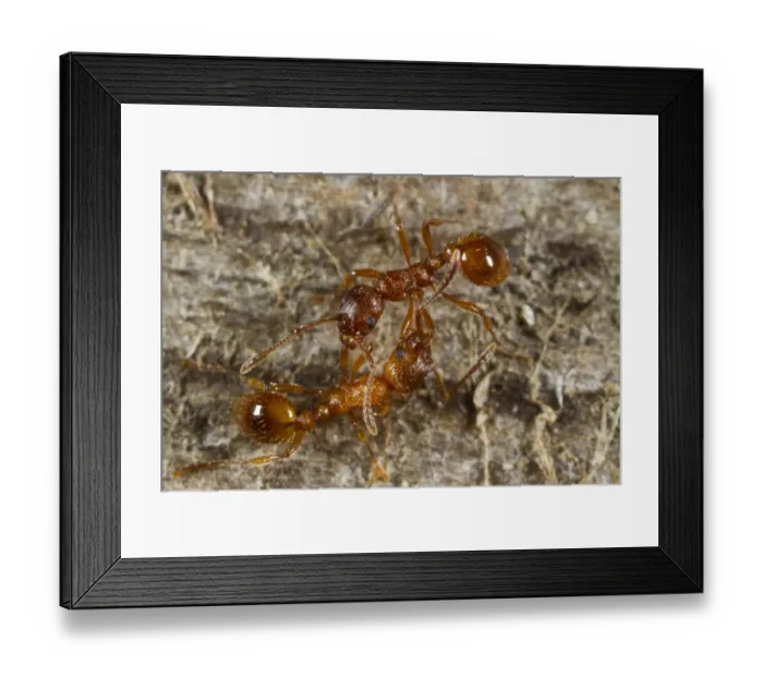 Framed Print : Red Ant (Myrmica rubra) two adult workers, from separate nests, fighting, Powys, Wales, August Framed Print : Red Ant (Myrmica rubra) two adult workers, from separate nests, fighting, Powys, Wales, August