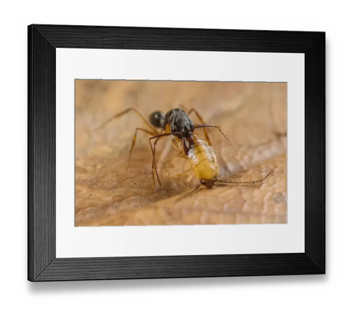 Framed Print : Trap-jaw Ant (Odontomachus sp. ) adult, with captured cockroach larva prey (captive)