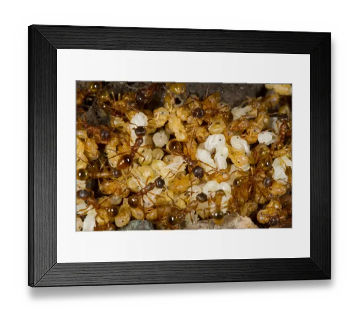 Framed Print : Red Ant (Myrmica rubra) adult workers, tending pupae in nest, Powys, Wales, August