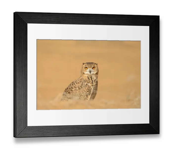 Framed Print : Pharaoh Eagle-owl (Bubo ascalaphus) adult, standing on sand, Dubai Desert Conservation Reserve, Al Maha, Dubai Framed Print : Pharaoh Eagle-owl (Bubo ascalaphus) adult, standing on sand, Dubai Desert Conservation Reserve, Al Maha, Dubai