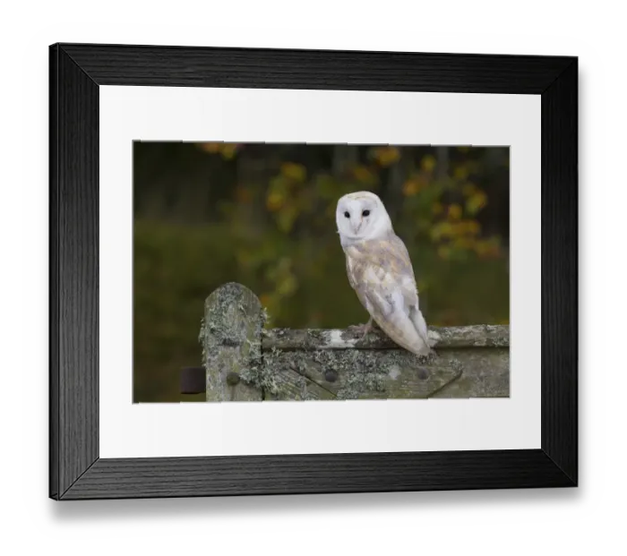 Framed Print : Barn Owl (Tyto alba) adult, perched on lichen covered gate, Berwickshire, Scottish Borders, Scotland, October (captive) Framed Print : Barn Owl (Tyto alba) adult, perched on lichen covered gate, Berwickshire, Scottish Borders, Scotland, October (captive)