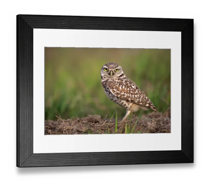 Framed Print : Burrowing Owl (Speotyto cunicularia) adult, standing near burrow entrance, Cape Coral, Florida, U. S. A. March Framed Print : Burrowing Owl (Speotyto cunicularia) adult, standing near burrow entrance, Cape Coral, Florida, U. S. A. March