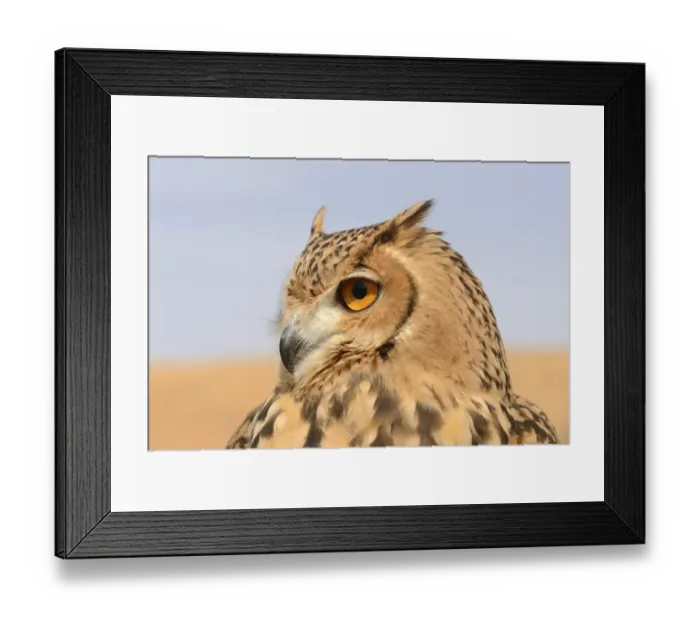Framed Print : Pharaoh Eagle-owl (Bubo ascalaphus) adult, close-up of head, Dubai Desert Conservation Reserve, Al Maha, Dubai