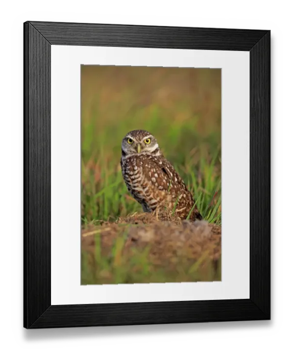 Framed Print : Burrowing Owl (Speotyto cunicularia) adult, standing near burrow entrance, Cape Coral, Florida, U. S. A. March Framed Print : Burrowing Owl (Speotyto cunicularia) adult, standing near burrow entrance, Cape Coral, Florida, U. S. A. March