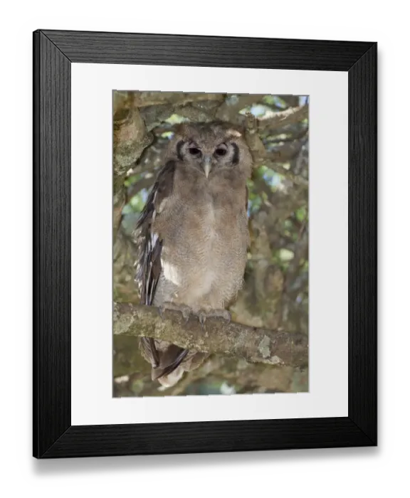 Framed Print : Verreauxs Eagle-owl (Bubo lacteus) adult, perched on branch, Serengeti N. P. Tanzania, December