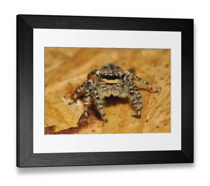 Framed Print : Fencepost Jumping Spider (Marpissa muscosa) adult, on bare wood of birdwatching hide, Rye Meads RSPB Reserve Framed Print : Fencepost Jumping Spider (Marpissa muscosa) adult, on bare wood of birdwatching hide, Rye Meads RSPB Reserve