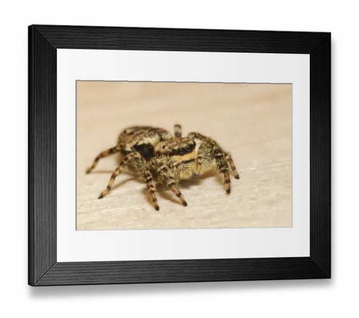 Framed Print : Fencepost Jumping Spider (Marpissa muscosa) adult, on bare wood of birdwatching hide, Rye Meads RSPB Reserve Framed Print : Fencepost Jumping Spider (Marpissa muscosa) adult, on bare wood of birdwatching hide, Rye Meads RSPB Reserve
