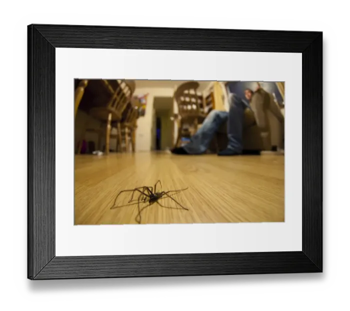 Framed Print : Giant House Spider (Tegenaria gigantea) adult, walking on living room floor Framed Print : Giant House Spider (Tegenaria gigantea) adult, walking on living room floor