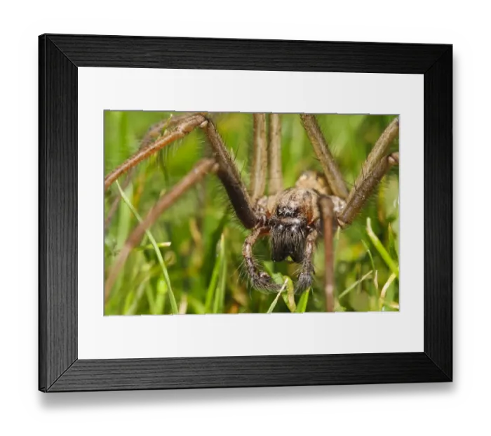 Framed Print : Giant House Spider (Tegenaria gigantea) adult male, walking across garden lawn, having been ejected from house Framed Print : Giant House Spider (Tegenaria gigantea) adult male, walking across garden lawn, having been ejected from house