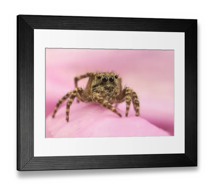 Framed Print : Fencepost Jumping Spider (Sitticus pubescens) adult, resting on pink flower, Leicestershire, England, June Framed Print : Fencepost Jumping Spider (Sitticus pubescens) adult, resting on pink flower, Leicestershire, England, June