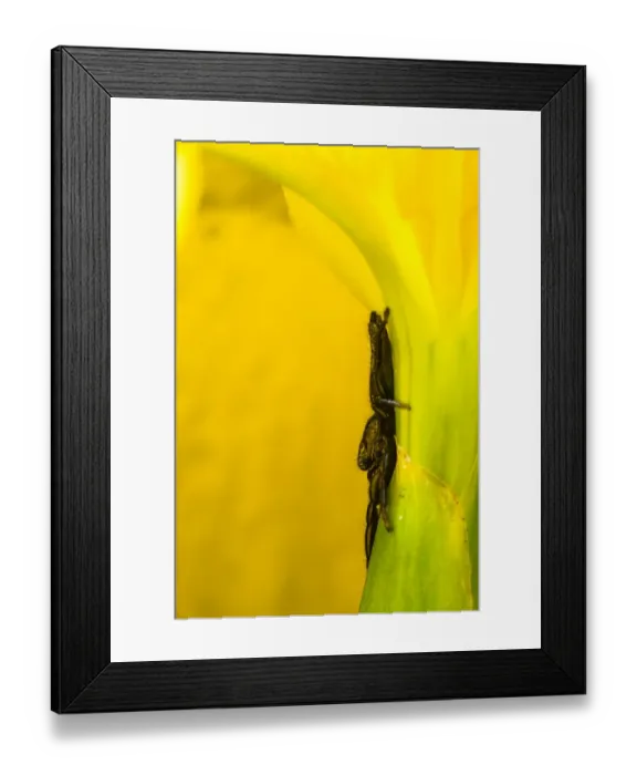 Framed Print : Jumping Spider (Mendoza canestrinii) adult male, resting on Yellow Iris (Iris pseudacorus) flower, Tuscany, Italy, May Framed Print : Jumping Spider (Mendoza canestrinii) adult male, resting on Yellow Iris (Iris pseudacorus) flower, Tuscany, Italy, May