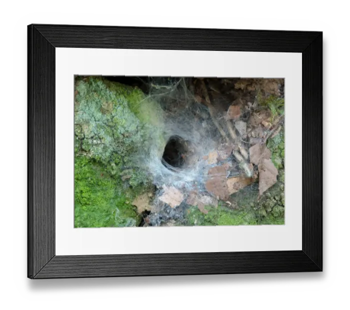 Framed Print : Garden Lace-webbed Spider (Amaurobius similis) entrance of web in stone wall, Leicestershire, England, August