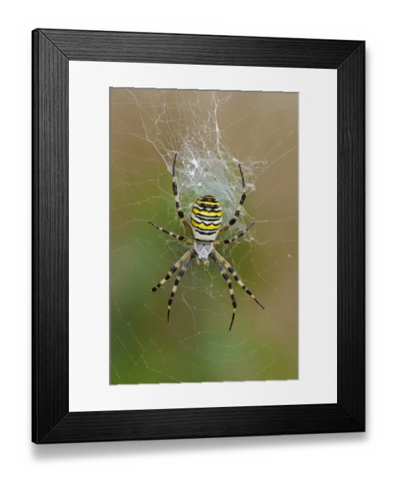 Framed Print : Black-and-yellow Orb-web Spider (Argiope bruennichi) adult female, in centre of web, Rainham Marshes RSPB Reserve Framed Print : Black-and-yellow Orb-web Spider (Argiope bruennichi) adult female, in centre of web, Rainham Marshes RSPB Reserve
