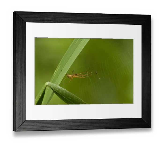 Framed Print : Common Hammock-weaver (Linyphia triangularis) adult, resting on web, England, September Framed Print : Common Hammock-weaver (Linyphia triangularis) adult, resting on web, England, September
