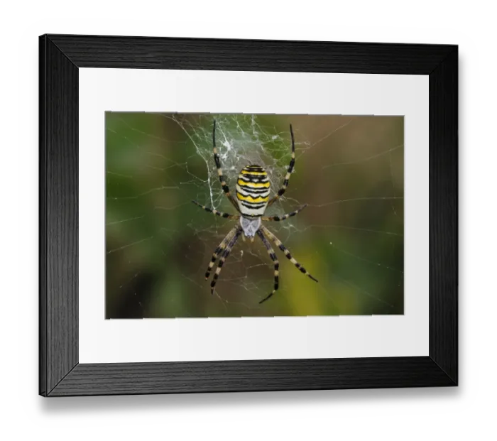 Framed Print : Black-and-yellow Orb-web Spider (Argiope bruennichi) adult female, in centre of web, Rainham Marshes RSPB Reserve Framed Print : Black-and-yellow Orb-web Spider (Argiope bruennichi) adult female, in centre of web, Rainham Marshes RSPB Reserve