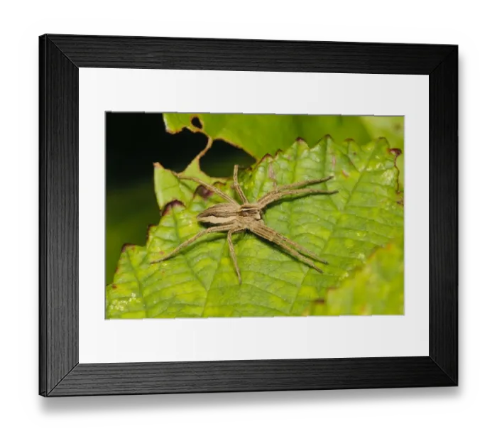 Framed Print : Nursery-web Spider (Pisaura mirabilis) adult, basking on leaf, Crossness Nature Reserve, Bexley, Kent, England
