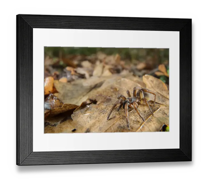 Framed Print : Trapdoor Spider (Nemesia sp. ) new undescribed species, adult, on leaf litter, Italy, November Framed Print : Trapdoor Spider (Nemesia sp. ) new undescribed species, adult, on leaf litter, Italy, November