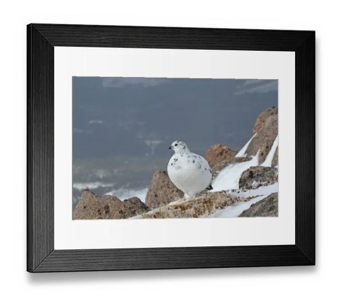 Framed Print : Rock Ptarmigan (Lagopus mutus) adult female, white winter plumage, standing on snow amongst rocks, Cairngorms N. P Framed Print : Rock Ptarmigan (Lagopus mutus) adult female, white winter plumage, standing on snow amongst rocks, Cairngorms N. P