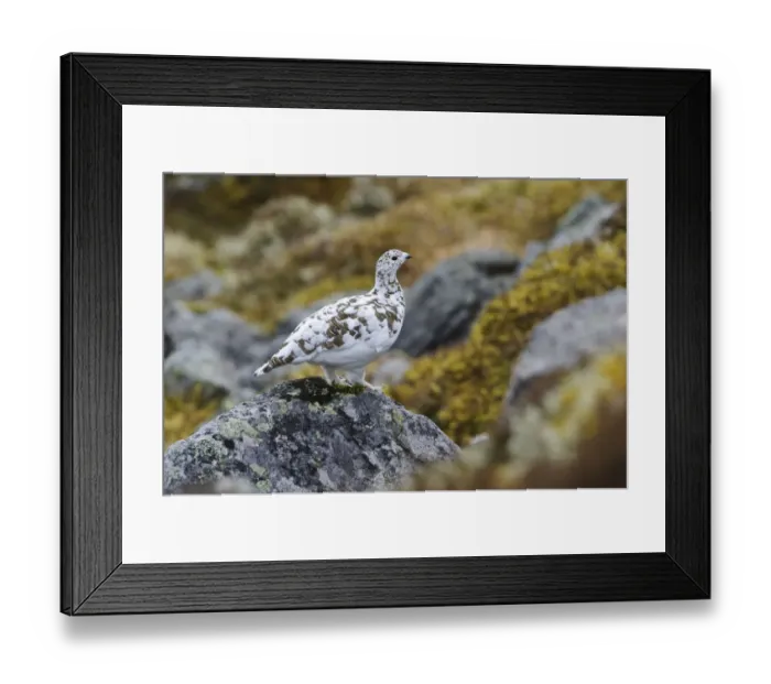 Framed Print : Rock Ptarmigan (Lagopus mutus) adult female, spring transitional plumage, standing on rock high up mountain Framed Print : Rock Ptarmigan (Lagopus mutus) adult female, spring transitional plumage, standing on rock high up mountain