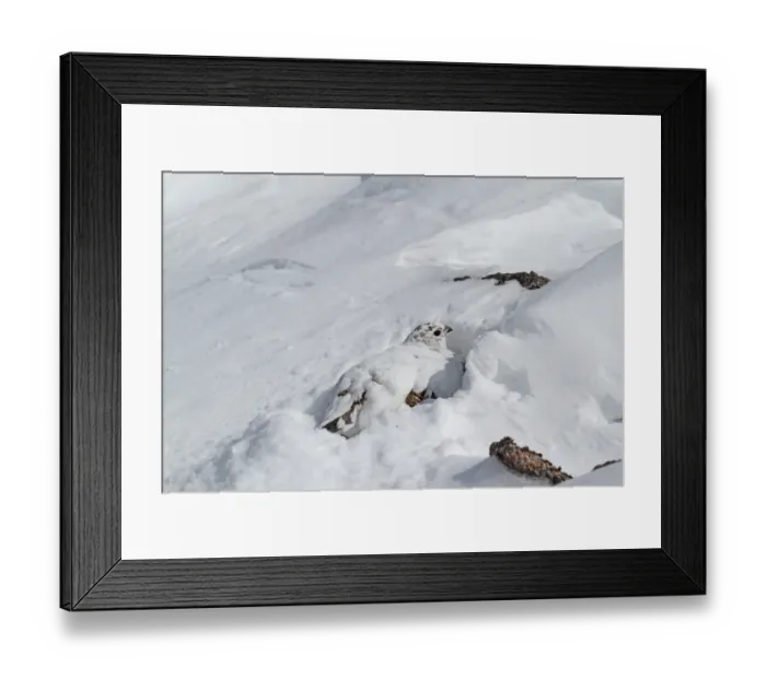 Framed Print : Rock Ptarmigan (Lagopus mutus) adult female, white winter plumage, resting in snow burrow, Cairngorms N. P Framed Print : Rock Ptarmigan (Lagopus mutus) adult female, white winter plumage, resting in snow burrow, Cairngorms N. P