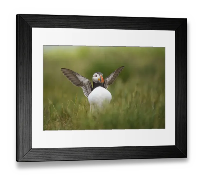 Framed Print : Atlantic Puffin (Fratercula arctica) adult, breeding plumage, displaying amongst grass, Staple Island, Outer Farnes Framed Print : Atlantic Puffin (Fratercula arctica) adult, breeding plumage, displaying amongst grass, Staple Island, Outer Farnes