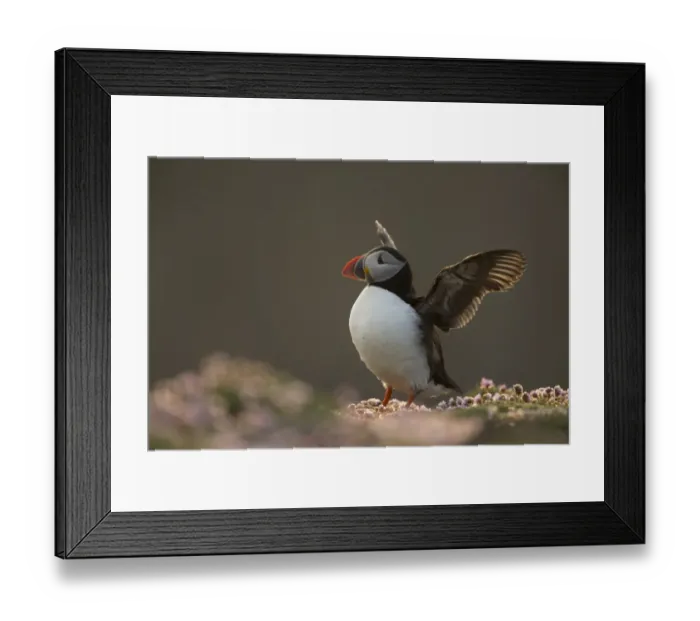 Framed Print : Atlantic Puffin (Fratercula arctica) adult, breeding plumage, flapping wings on clifftop, Fair Isle, Shetland Islands Framed Print : Atlantic Puffin (Fratercula arctica) adult, breeding plumage, flapping wings on clifftop, Fair Isle, Shetland Islands