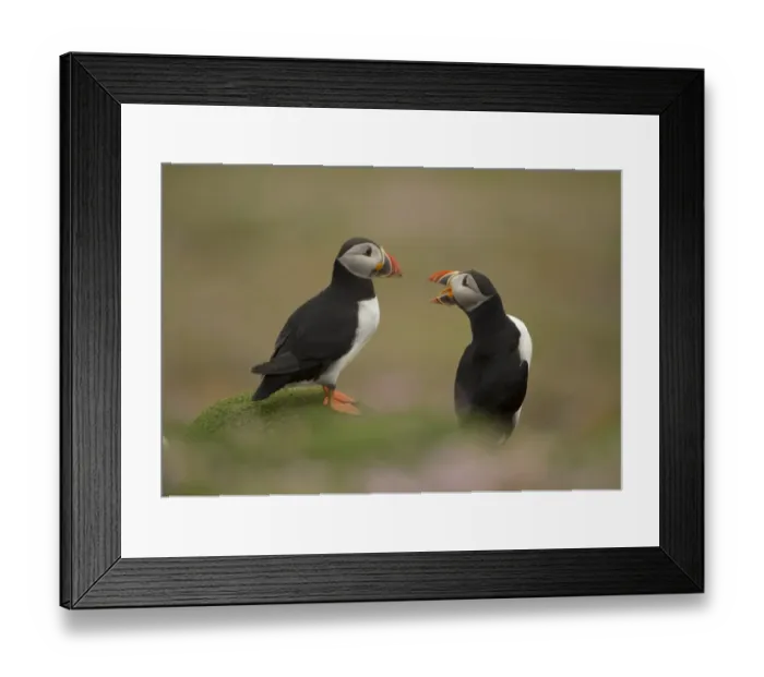 Framed Print : Atlantic Puffin (Fratercula arctica) two adults, breeding plumage, squabbling on clifftop, Fair Isle, Shetland Islands Framed Print : Atlantic Puffin (Fratercula arctica) two adults, breeding plumage, squabbling on clifftop, Fair Isle, Shetland Islands