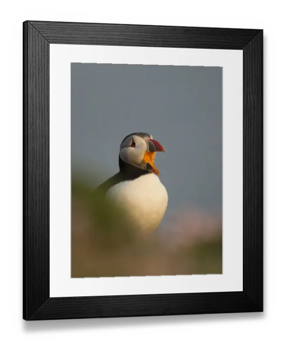 Framed Print : Atlantic Puffin (Fratercula arctica) adult, breeding plumage, yawning on clifftop in evening sunlight, Fair Isle Framed Print : Atlantic Puffin (Fratercula arctica) adult, breeding plumage, yawning on clifftop in evening sunlight, Fair Isle