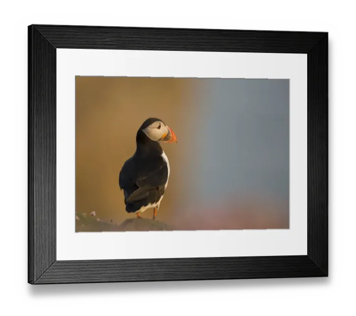 Framed Print : Atlantic Puffin (Fratercula arctica) adult, breeding plumage, standing on clifftop in evening sunlight, Fair Isle Framed Print : Atlantic Puffin (Fratercula arctica) adult, breeding plumage, standing on clifftop in evening sunlight, Fair Isle