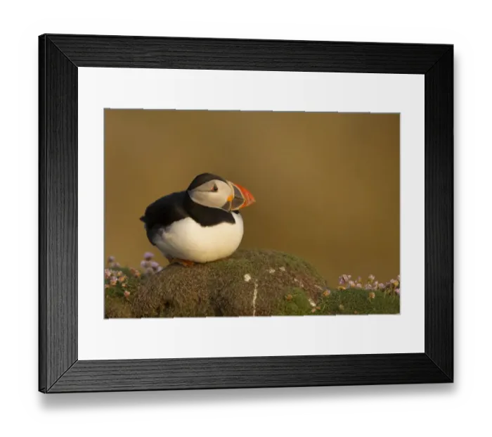Framed Print : Atlantic Puffin (Fratercula arctica) adult, breeding plumage, sitting on clifftop in evening sunlight, Fair Isle Framed Print : Atlantic Puffin (Fratercula arctica) adult, breeding plumage, sitting on clifftop in evening sunlight, Fair Isle