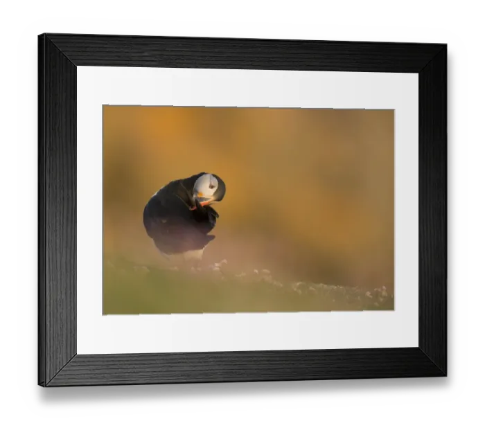 Framed Print : Atlantic Puffin (Fratercula arctica) adult, breeding plumage, preening on clifftop in evening sunlight, Fair Isle