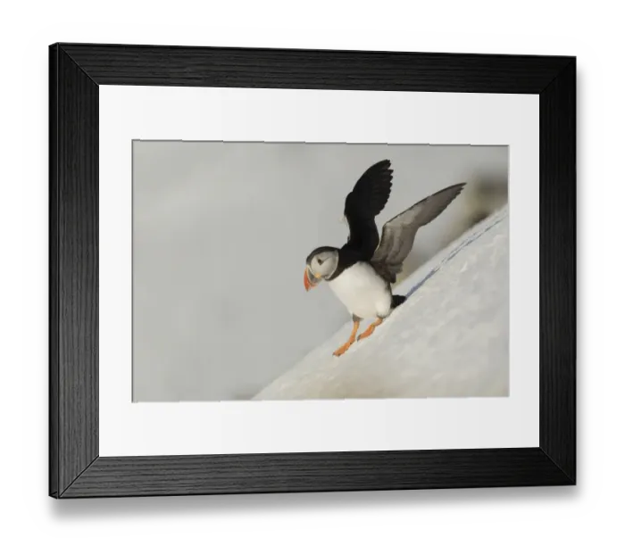 Framed Print : Atlantic Puffin (Fratercula arctica) adult, breeding plumage, standing on snow covered slope, Hornoi Island, Norway Framed Print : Atlantic Puffin (Fratercula arctica) adult, breeding plumage, standing on snow covered slope, Hornoi Island, Norway