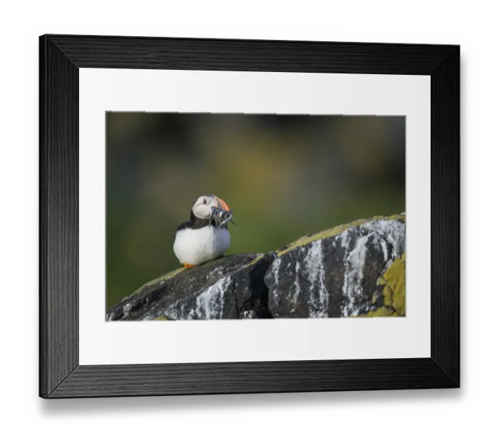Framed Print : Atlantic Puffin (Fratercula arctica) adult, breeding plumage, with sand-eels in beak, sitting on rocky outcrop Framed Print : Atlantic Puffin (Fratercula arctica) adult, breeding plumage, with sand-eels in beak, sitting on rocky outcrop