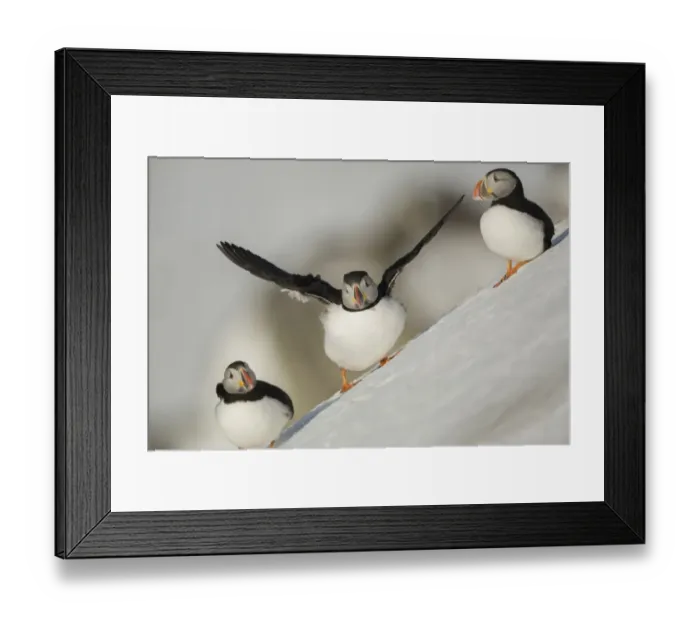 Framed Print : Atlantic Puffin (Fratercula arctica) three adults, breeding plumage, standing on snow covered slope, Hornoi Island Framed Print : Atlantic Puffin (Fratercula arctica) three adults, breeding plumage, standing on snow covered slope, Hornoi Island