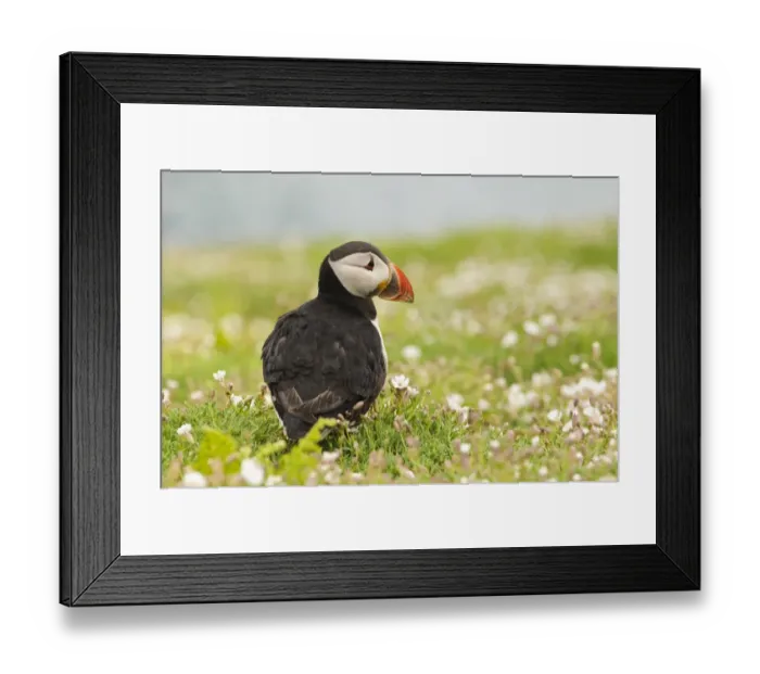 Framed Print : Atlantic Puffin (Fratercula arctica) adult, breeding plumage, standing amongst Sea Campion (Silene uniflora)