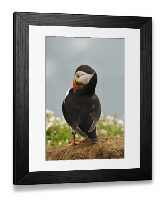 Framed Print : Atlantic Puffin (Fratercula arctica) adult, breeding plumage, preening, standing on heap of spoil excavated Framed Print : Atlantic Puffin (Fratercula arctica) adult, breeding plumage, preening, standing on heap of spoil excavated