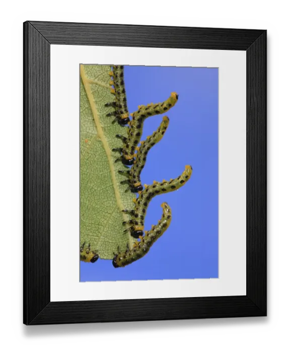 Framed Print : Birch Sawfly (Croesus septentrionalis) larvae, in defensive posture, feeding on birch leaf, Powys, Wales, September Framed Print : Birch Sawfly (Croesus septentrionalis) larvae, in defensive posture, feeding on birch leaf, Powys, Wales, September