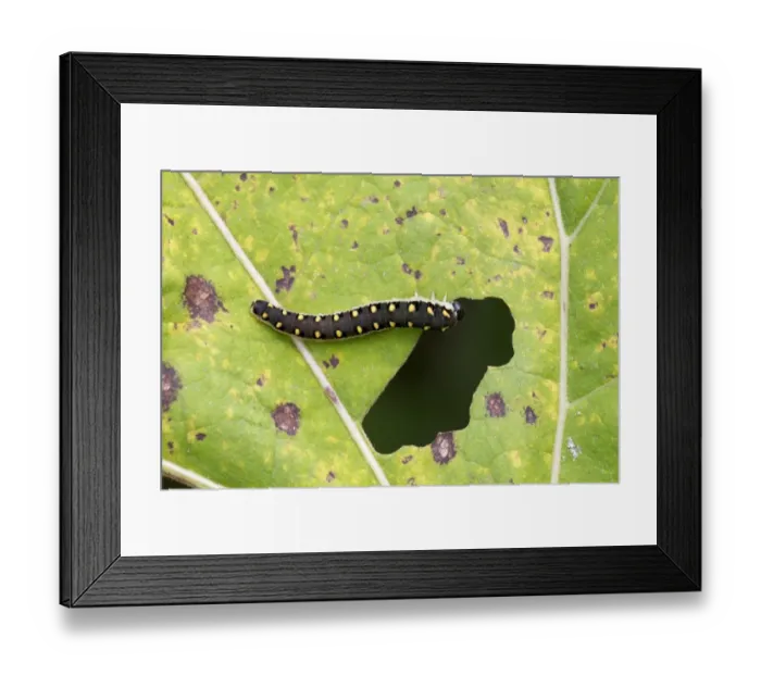 Framed Print : Sawfly (Tenthredo mandibularis) larva, feeding on burdock leaf, River Whiteadder, Berwickshire, Scottish Borders Framed Print : Sawfly (Tenthredo mandibularis) larva, feeding on burdock leaf, River Whiteadder, Berwickshire, Scottish Borders