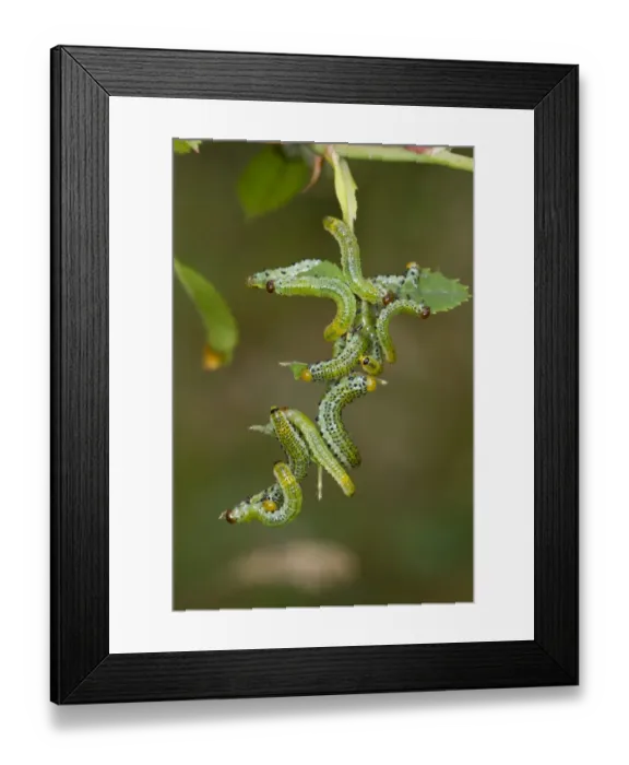 Framed Print : Large Rose Sawfly (Arge pagana) larvae, feeding on leaves of wild rose, Powys, Wales, August Framed Print : Large Rose Sawfly (Arge pagana) larvae, feeding on leaves of wild rose, Powys, Wales, August