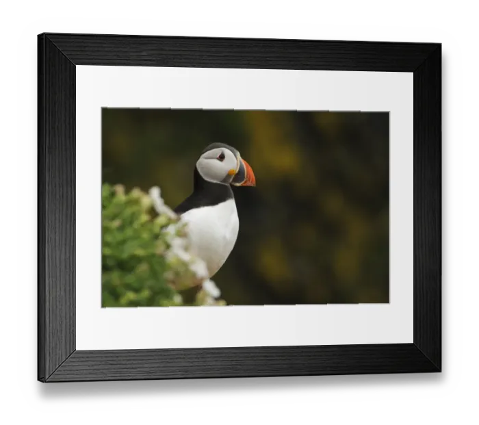 Framed Print : Atlantic Puffin (Fratercula arctica) adult, breeding plumage, standing on cliff edge Framed Print : Atlantic Puffin (Fratercula arctica) adult, breeding plumage, standing on cliff edge
