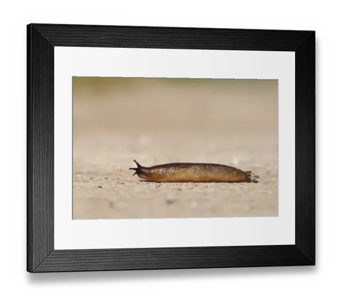 Framed Print : Red Slug (Arion rufus) adult, crossing concrete roadway, Crossness Nature Reserve, Bexley, Kent, England, September Framed Print : Red Slug (Arion rufus) adult, crossing concrete roadway, Crossness Nature Reserve, Bexley, Kent, England, September