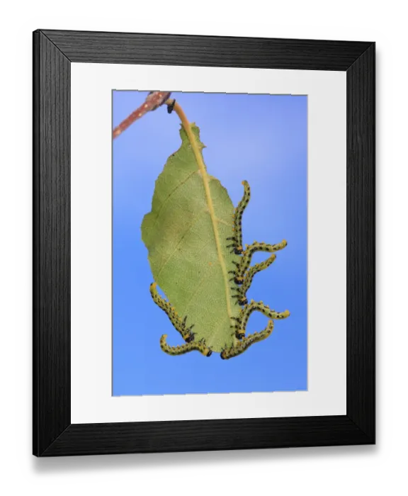 Framed Print : Birch Sawfly (Croesus septentrionalis) larvae, in defensive posture, feeding on birch leaf, Powys, Wales, September Framed Print : Birch Sawfly (Croesus septentrionalis) larvae, in defensive posture, feeding on birch leaf, Powys, Wales, September