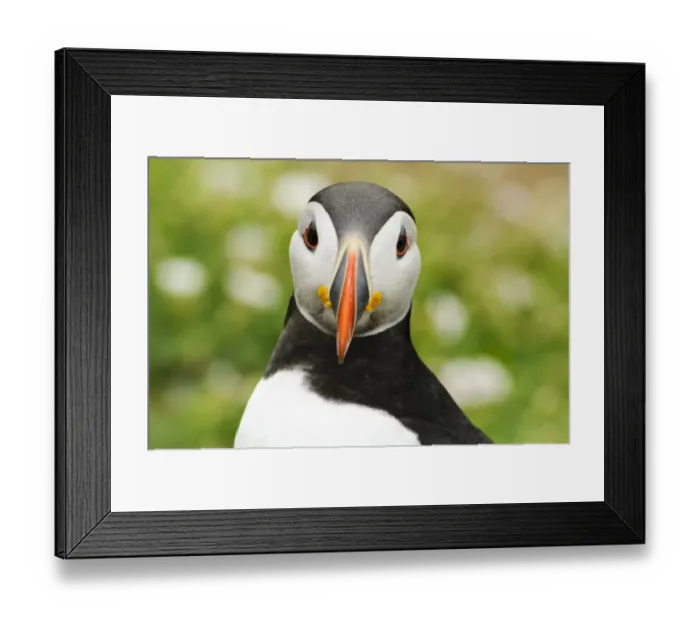 Framed Print : Atlantic Puffin (Fratercula arctica) adult, breeding plumage, close-up of head, Skomer Island, Pembrokeshire, Wales Framed Print : Atlantic Puffin (Fratercula arctica) adult, breeding plumage, close-up of head, Skomer Island, Pembrokeshire, Wales