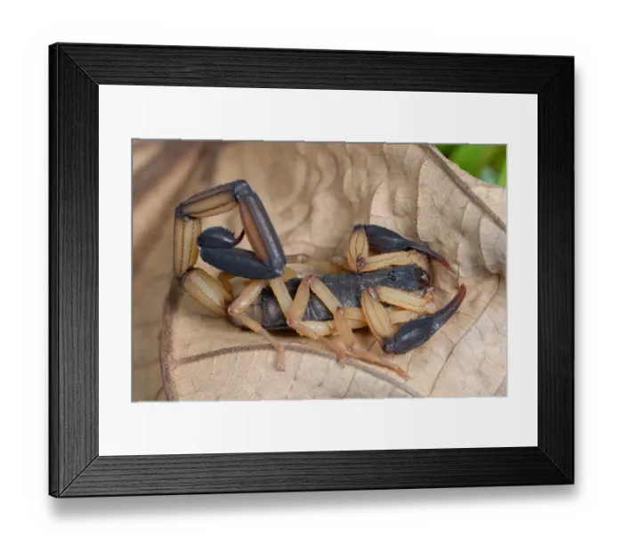 Framed Print : Black-pincered Bark Scorpion (Centruroides bicolor) adult, resting on dead leaf in rainforest, Corcovado N. P