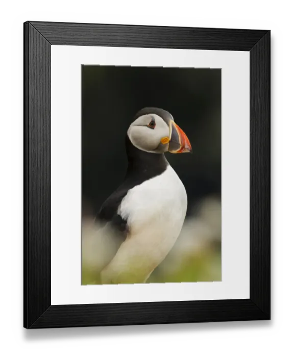 Framed Print : Atlantic Puffin (Fratercula arctica) adult, breeding plumage, close-up of head and breast Framed Print : Atlantic Puffin (Fratercula arctica) adult, breeding plumage, close-up of head and breast